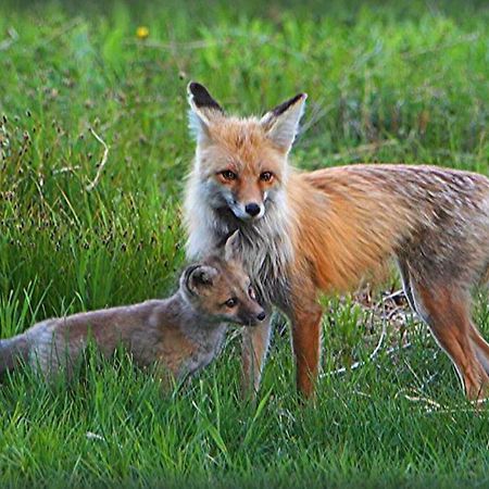 Fox Den Lodge غرب يلوستون المظهر الخارجي الصورة