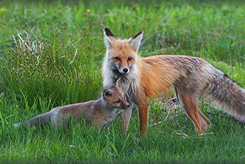 Fox Den Lodge غرب يلوستون المظهر الخارجي الصورة